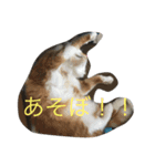 SeaCats（個別スタンプ：3）
