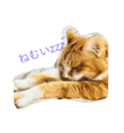 SeaCats（個別スタンプ：4）