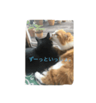 SeaCats（個別スタンプ：5）