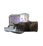 SeaCats（個別スタンプ：6）