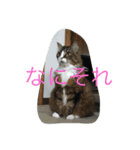 SeaCats（個別スタンプ：7）