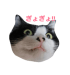 hachiware cat tamao！（個別スタンプ：1）
