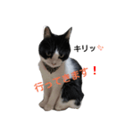hachiware cat tamao！（個別スタンプ：2）