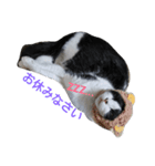 hachiware cat tamao！（個別スタンプ：3）