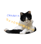 hachiware cat tamao！（個別スタンプ：4）