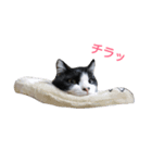 hachiware cat tamao！（個別スタンプ：6）
