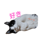 hachiware cat tamao！（個別スタンプ：7）
