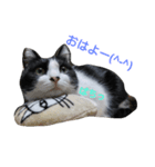 hachiware cat tamao！（個別スタンプ：8）