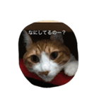 ぶー1（個別スタンプ：1）
