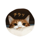 ぶー1（個別スタンプ：2）