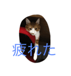 ぶー1（個別スタンプ：3）