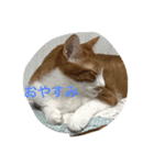 ぶー1（個別スタンプ：4）