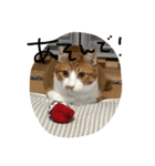 ぶー1（個別スタンプ：8）