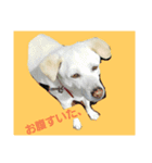 ばんとらいんSPミックス犬U^ェ^U（個別スタンプ：2）