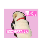 ばんとらいんSPミックス犬U^ェ^U（個別スタンプ：5）