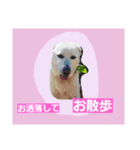 ばんとらいんSPミックス犬U^ェ^U（個別スタンプ：7）