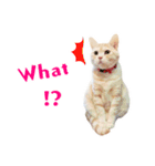 Cat story2-A Cat's daily！！ (English)（個別スタンプ：11）