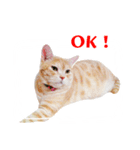 Cat story2-A Cat's daily！！ (English)（個別スタンプ：14）