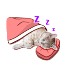Cat story2-A Cat's daily！！ (English)（個別スタンプ：24）