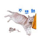 Cat story1-A lovely Cat's daily！！（個別スタンプ：4）