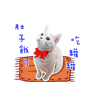 Cat story1-A lovely Cat's daily！！（個別スタンプ：7）