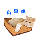 Cat story1-A lovely Cat's daily！！（個別スタンプ：9）