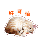 Cat story1-A lovely Cat's daily！！（個別スタンプ：10）