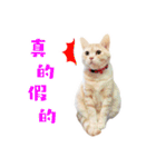 Cat story1-A lovely Cat's daily！！（個別スタンプ：11）