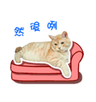 Cat story1-A lovely Cat's daily！！（個別スタンプ：16）
