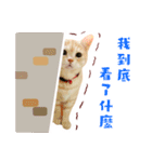 Cat story1-A lovely Cat's daily！！（個別スタンプ：18）