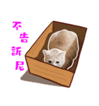 Cat story1-A lovely Cat's daily！！（個別スタンプ：20）