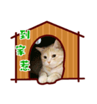 Cat story1-A lovely Cat's daily！！（個別スタンプ：22）