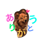 ☆ゴマミソと仲間達☆（個別スタンプ：1）