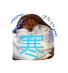 ☆ゴマミソと仲間達☆（個別スタンプ：8）