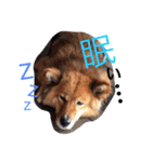 ☆ゴマミソと仲間達☆（個別スタンプ：10）