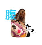 ☆ゴマミソと仲間達☆（個別スタンプ：15）