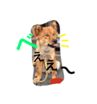 ☆ゴマミソと仲間達☆（個別スタンプ：17）