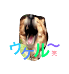 ☆ゴマミソと仲間達☆（個別スタンプ：21）