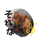 ☆ゴマミソと仲間達☆（個別スタンプ：23）