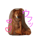 ☆ゴマミソと仲間達☆（個別スタンプ：30）