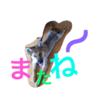 ☆ゴマミソと仲間達☆（個別スタンプ：31）