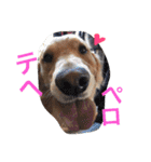 ☆ゴマミソと仲間達☆（個別スタンプ：34）