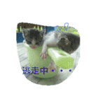 のんびり南の島みゃんか2（個別スタンプ：5）