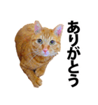 ペットのビビにゃん（個別スタンプ：1）