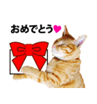ペットのビビにゃん（個別スタンプ：3）