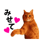 ペットのビビにゃん（個別スタンプ：5）