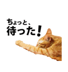 ペットのビビにゃん（個別スタンプ：7）