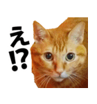 ペットのビビにゃん（個別スタンプ：11）