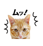 ペットのビビにゃん（個別スタンプ：20）