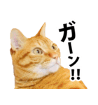 ペットのビビにゃん（個別スタンプ：22）